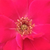 Czerwony  - Róże rabatowe floribunda - Anne Poulsen®